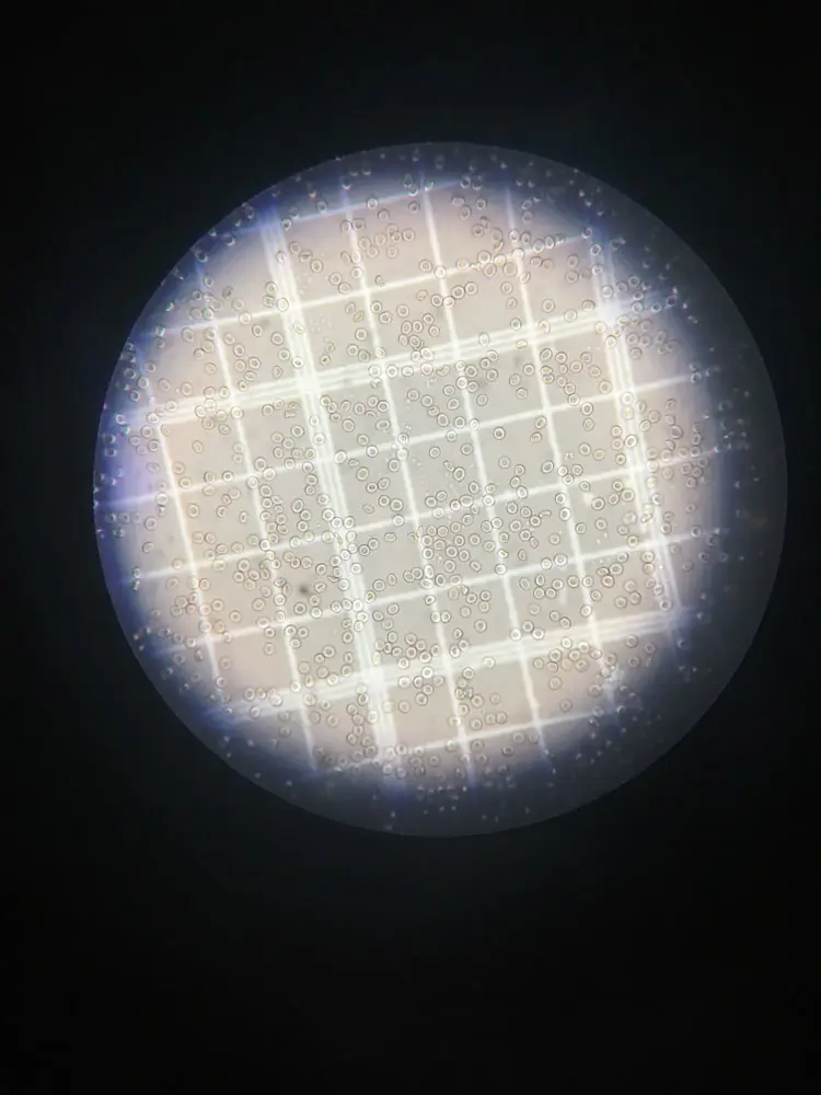 hemocytometer