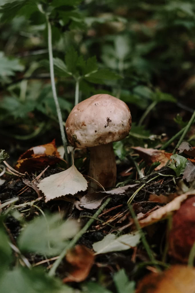 mushroom hunting