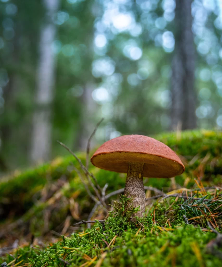 mushroom hunting