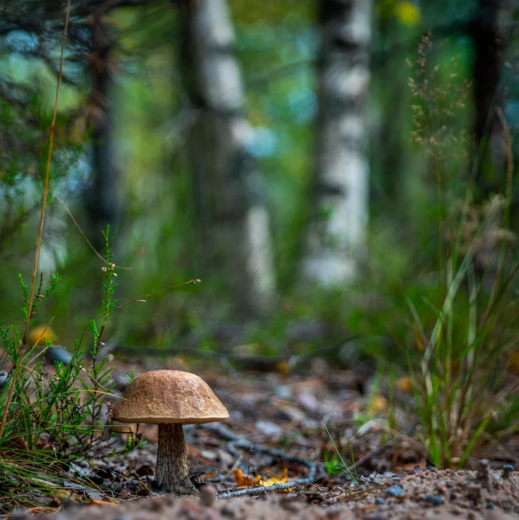 mushroom hunting