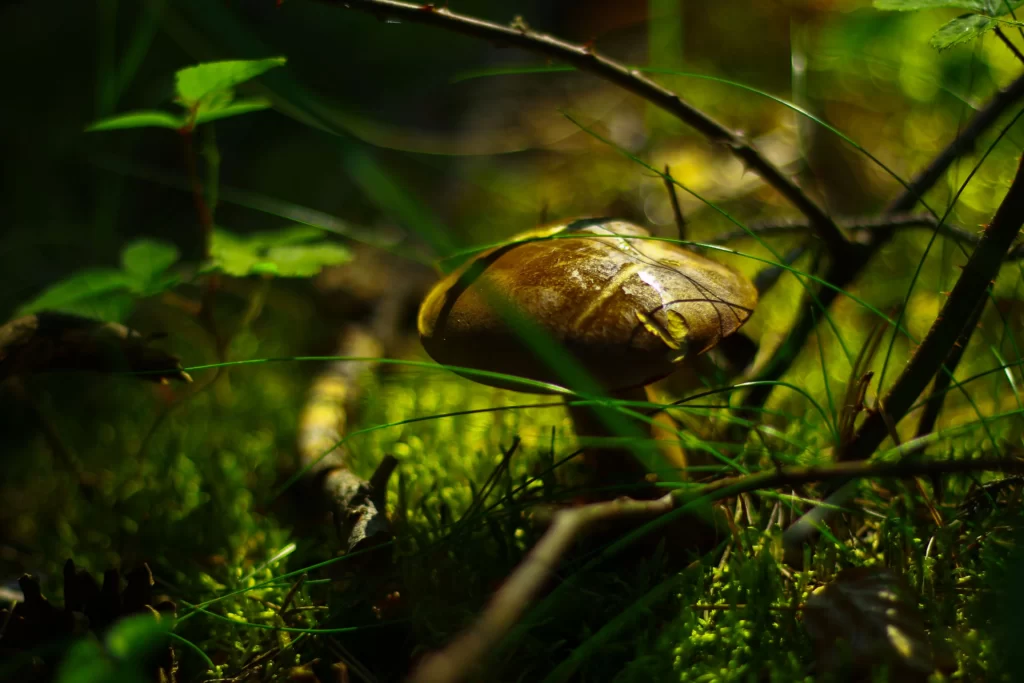 mushroom hunting