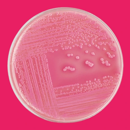 MacConkey Agar