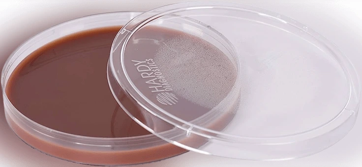 Chocolate Agar