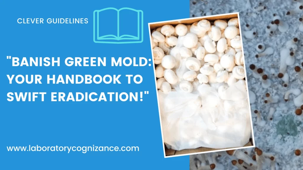 Green Mold on Mushrooms