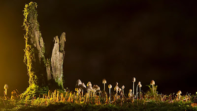 Mushroom Fruiting