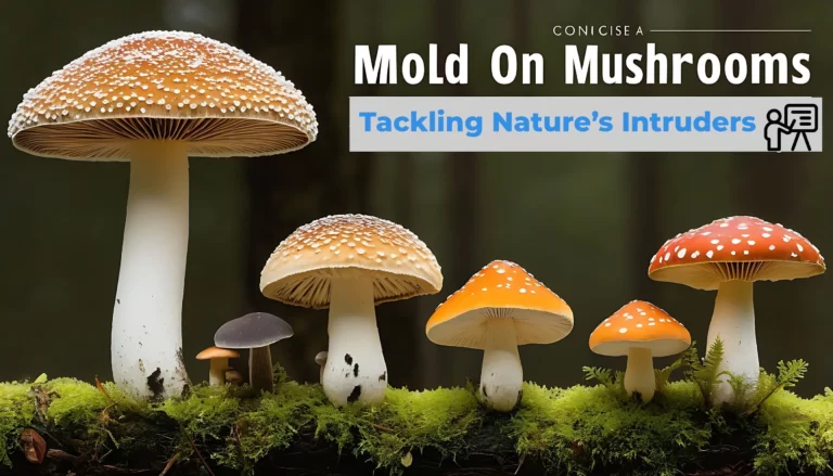 Mold on Mushrooms